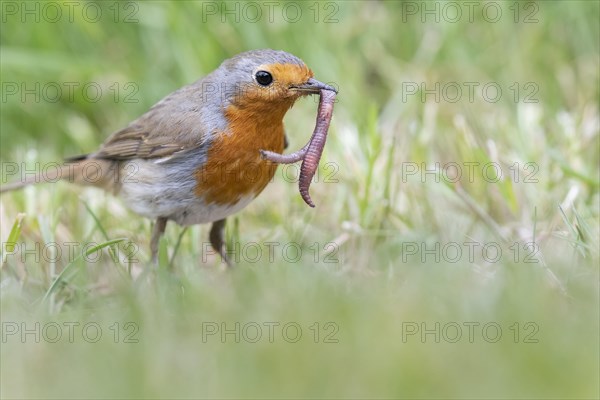 European robin