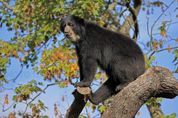 Spectacled bear