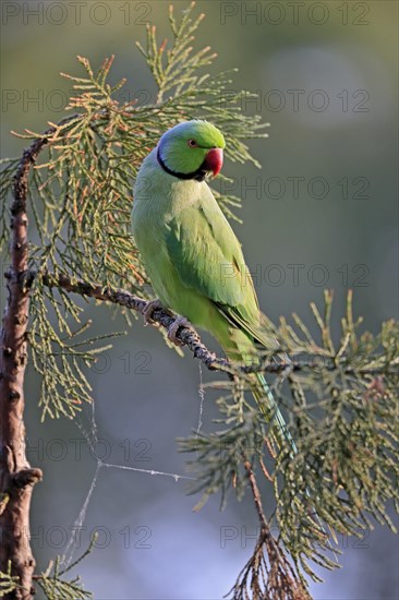 Rose-ringed parakeet