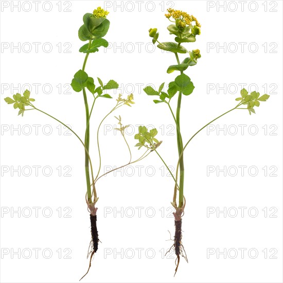 Stem-enclosing yellow umbel