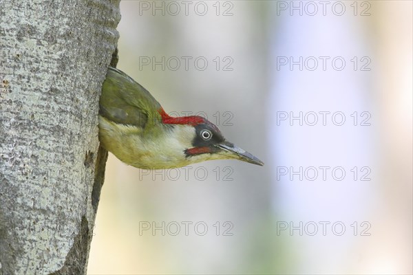 European green woodpecker
