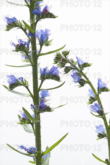 Viper's bugloss