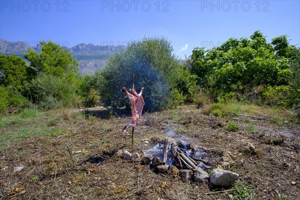 Whole lamb asado