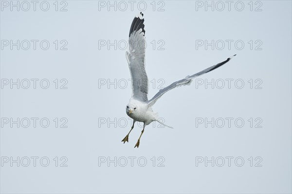 Common gull