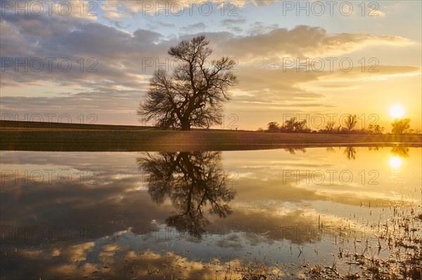 Brittle willow