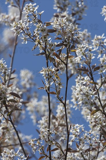 Flowering branches of a weeping pear