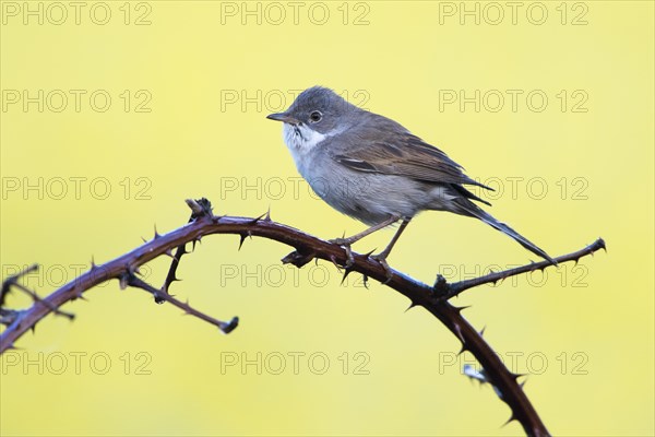 Common whitethroat