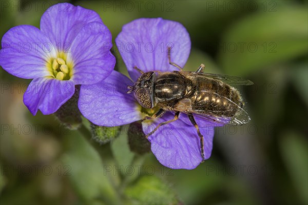 Eristalinus sepulchralis