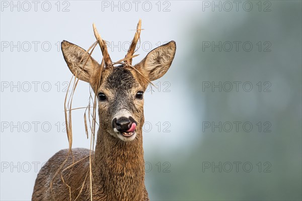 European roe deer