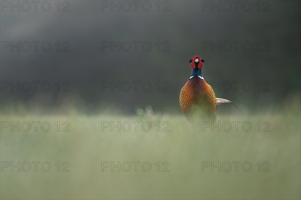Pheasant