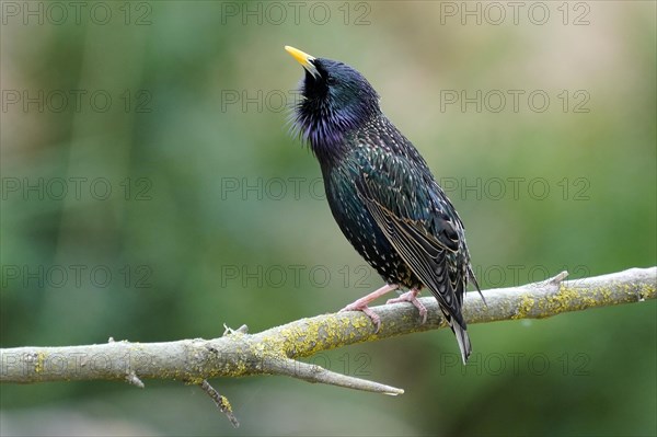 Starling