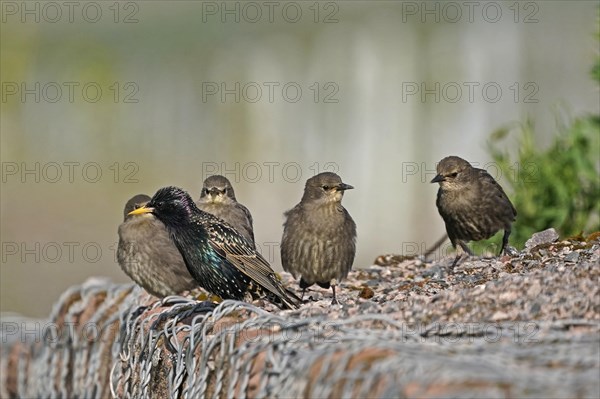 Starling