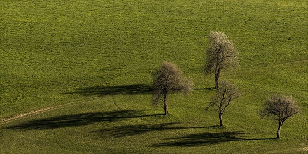 Old pear trees cast shade on the meadow