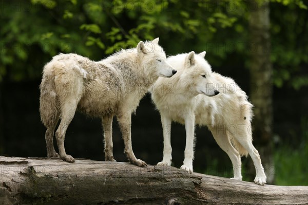 Arctic wolf