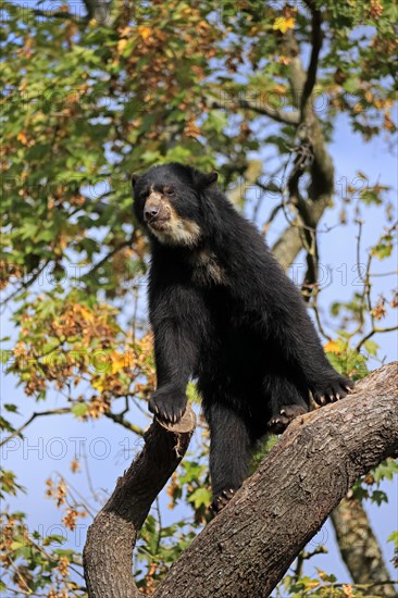 Spectacled bear