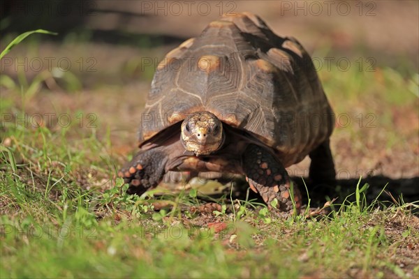 Red-footed tortoise