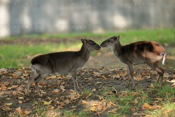 Congo blue duiker