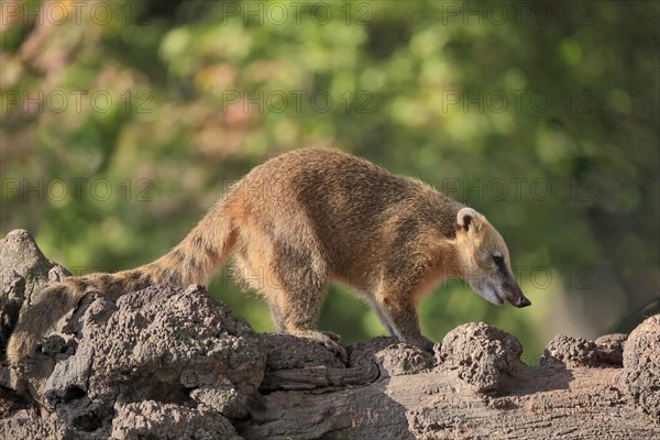 South American coati