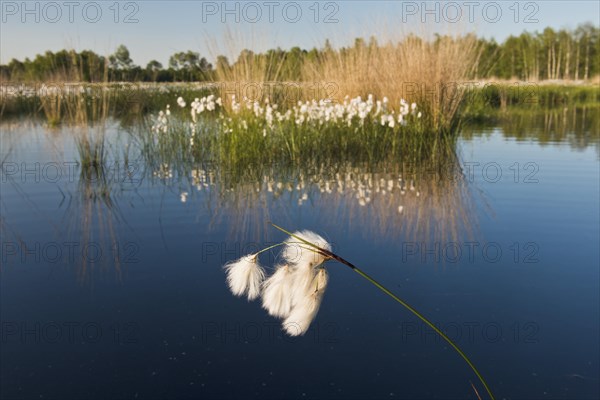 Cotton grass