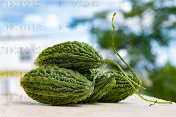 Closeup of fresh organic green bitter gourd