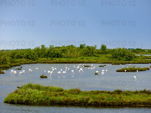 Flamingos