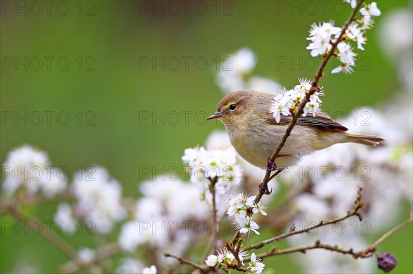 Common chiffchaff or