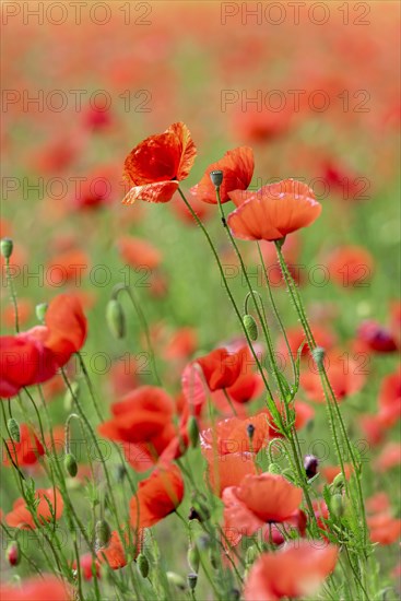 Poppies