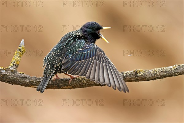 Starling