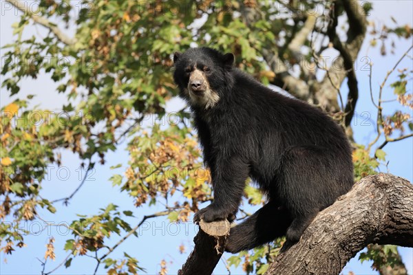 Spectacled bear