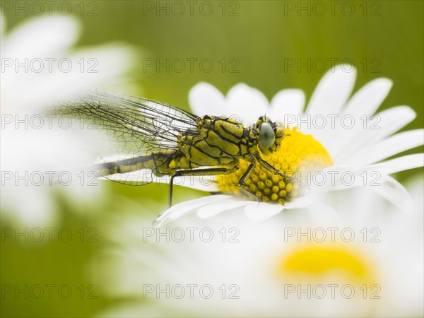 Black-tailed Skimmer