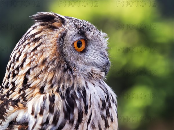 Bengal Eagle Owl