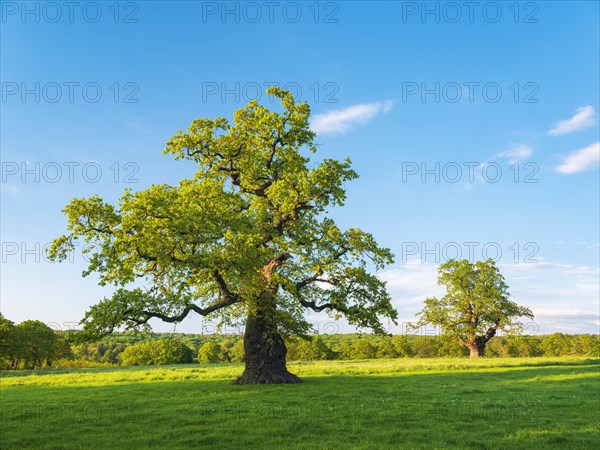 Meadow with old gnarled solitary oaks