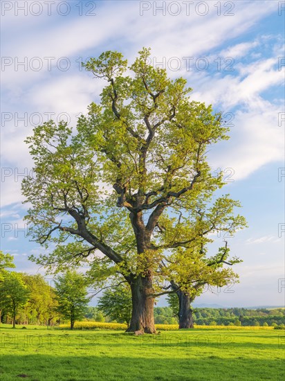 Meadow with old gnarled solitary oaks