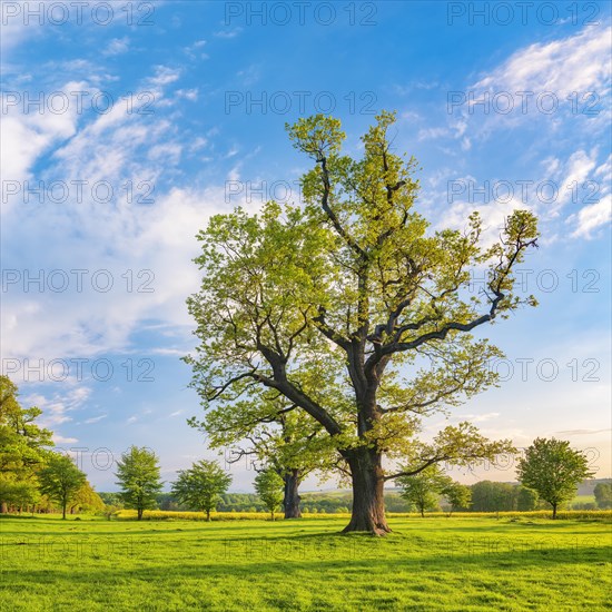 Meadow with old gnarled solitary oaks
