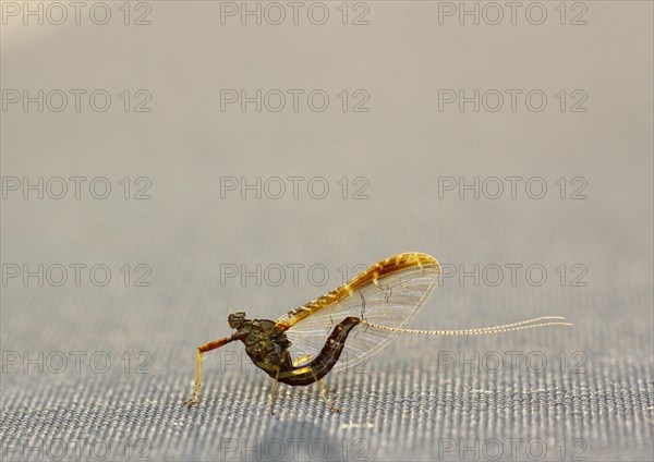 Mayfly