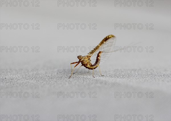 Mayfly