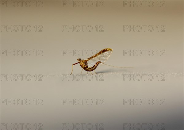 Mayfly