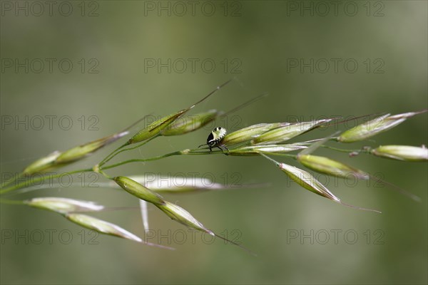 Green Green shield bug