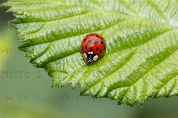 Asian lady beetle 'Many-coloured' or 'Harlequin