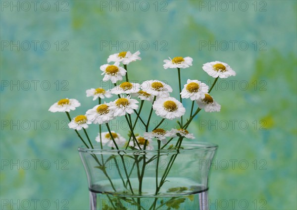 Feverfew