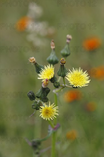 Hawkweed