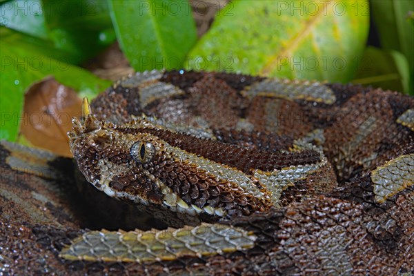 Butterfly viper