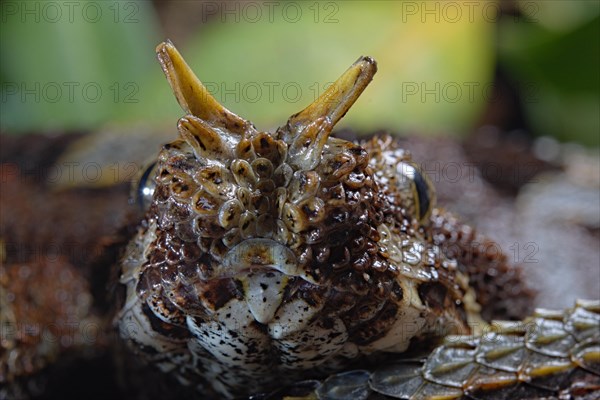 Butterfly viper