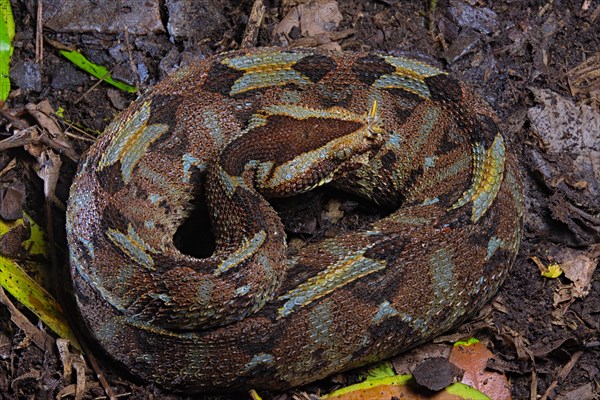 Butterfly viper