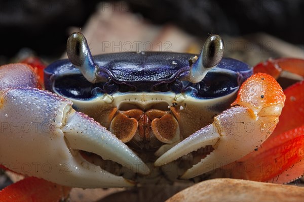 Lagoon land crab