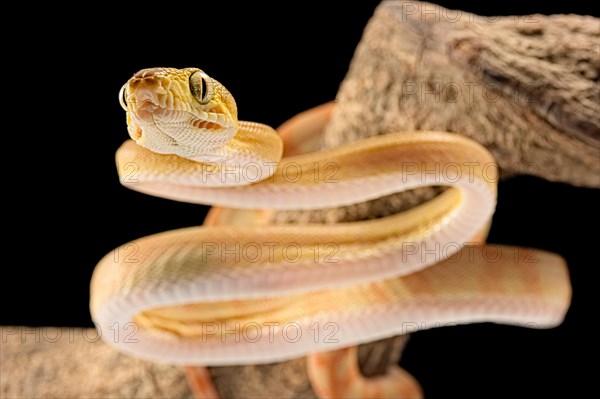 Amazon tree boa