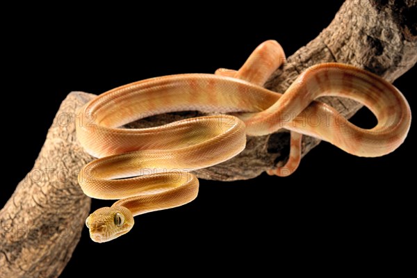 Amazon tree boa