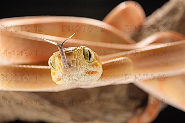 Amazon tree boa