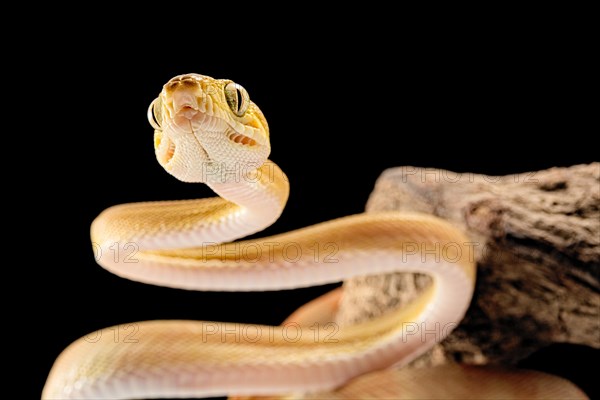 Amazon tree boa