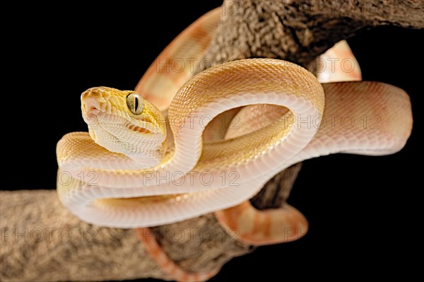 Amazon tree boa